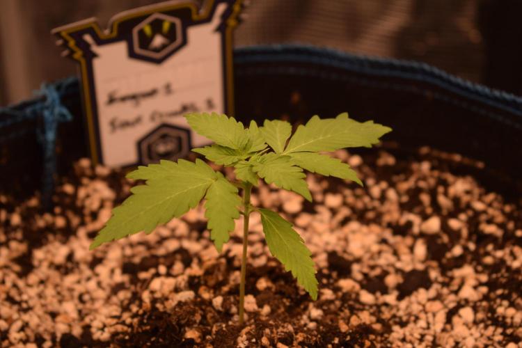 Sour crinkle + 3 bears OG Autoflower. Week 2 - Sour crinkle 1. Day 14