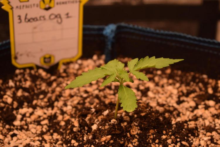 Sour crinkle + 3 bears OG Autoflower. Week 2 - 3 bears OG 1. Day 14