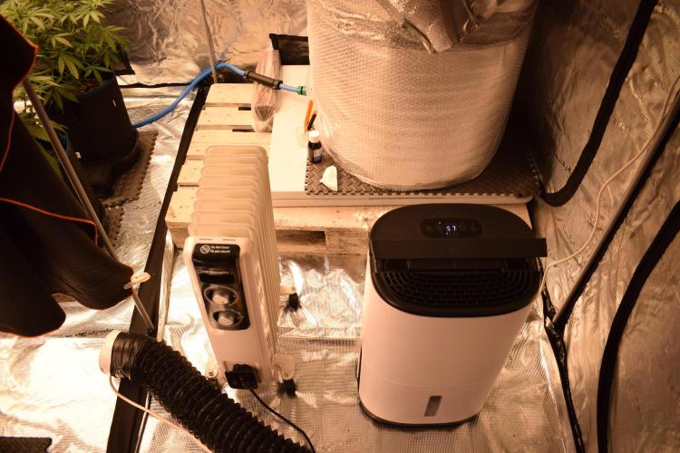 Sour crinkle + 3 bears OG Autoflower. Week 2 - Dehumdifier and heater