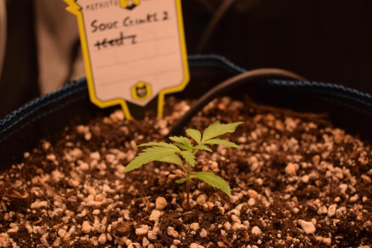 Sour crinkle + 3 bears OG Autoflower. Week 3 - Sour crinkle 2. Day 19