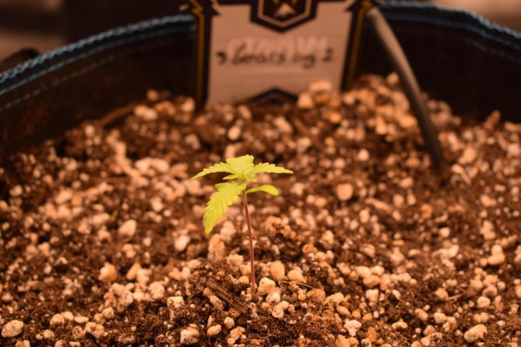 Sour crinkle + 3 bears OG Autoflower. Week 3 - SICK 3 bears OG 2. Day 19 (removed this week)