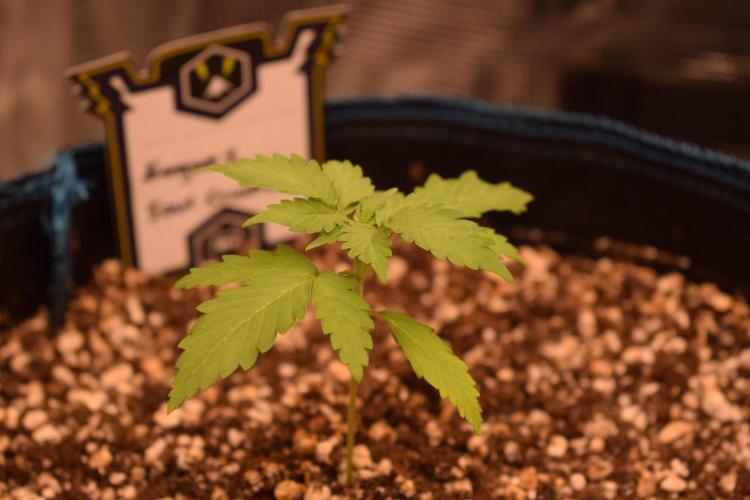 Sour crinkle + 3 bears OG Autoflower. Week 3 - Sour cinkle 1. Day 19