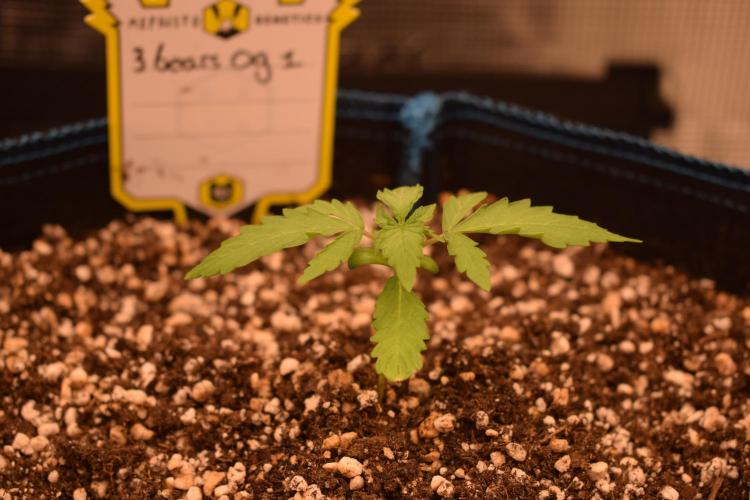 Sour crinkle + 3 bears OG Autoflower. Week 3 - 3 bears OG 1. Day 19