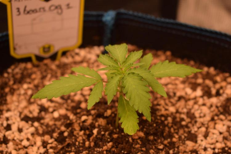 Sour crinkle + 3 bears OG Autoflower. Week 3 - 3 bears OG 1. Day 21