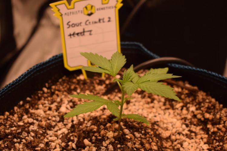 Sour crinkle + 3 bears OG Autoflower. Week 3 - Sour crinkle 2. Day 21