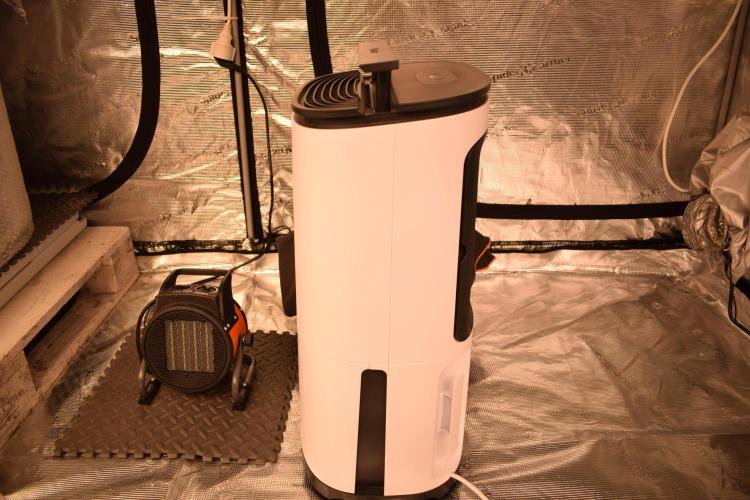 Sour crinkle + 3 bears OG Autoflower. Week 3 - Dehumidifier + fan heater