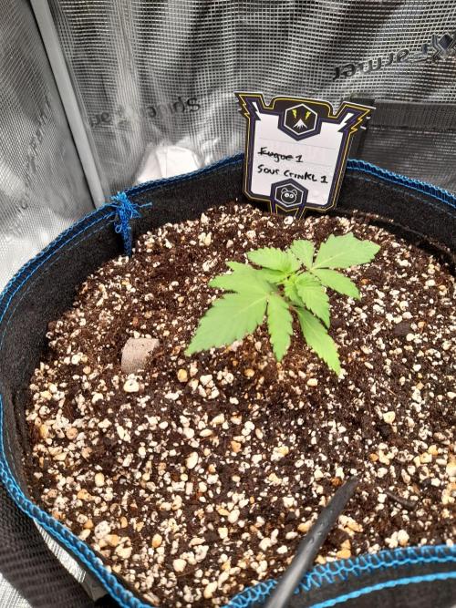 Sour crinkle + 3 bears OG Autoflower. Week 3 - Sour crinkle 1. Day 15 1st biotab tab placement