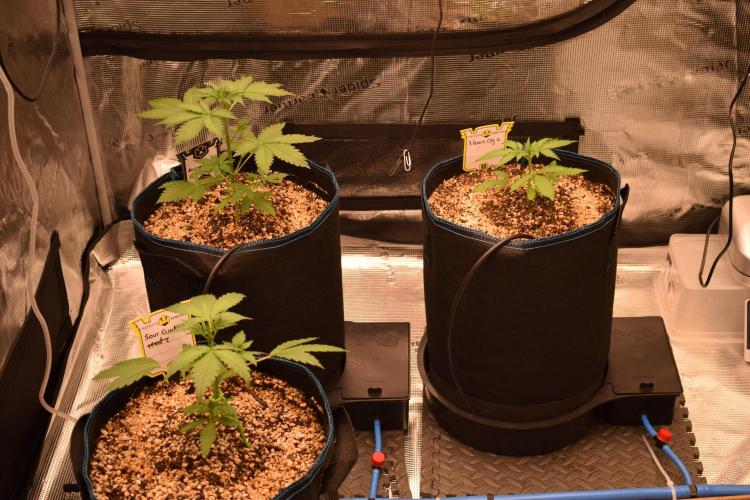 Sour crinkle + 3 bears OG Autoflower. Week 4 - 3 bears og and 2x sour crinkle day 25 pot view