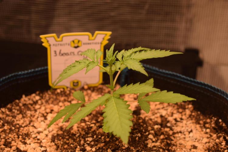 Sour crinkle + 3 bears OG Autoflower. Week 4 - 3 bearg og day 25