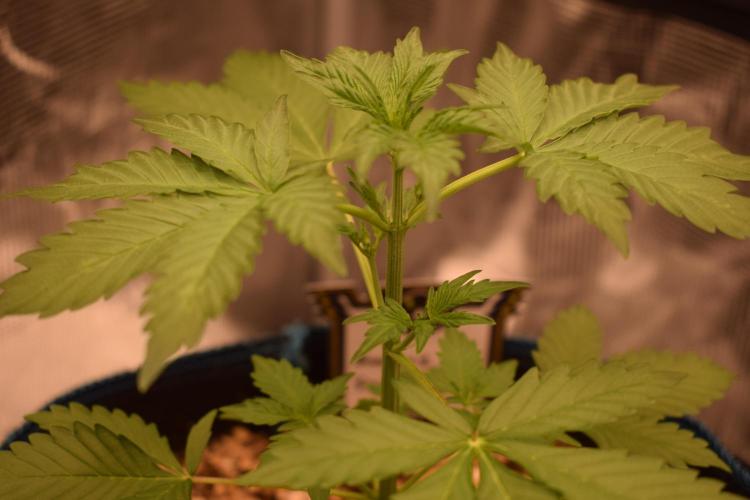 Sour crinkle + 3 bears OG Autoflower. Week 4 - sour crinkle 1 day 25. first flower sign