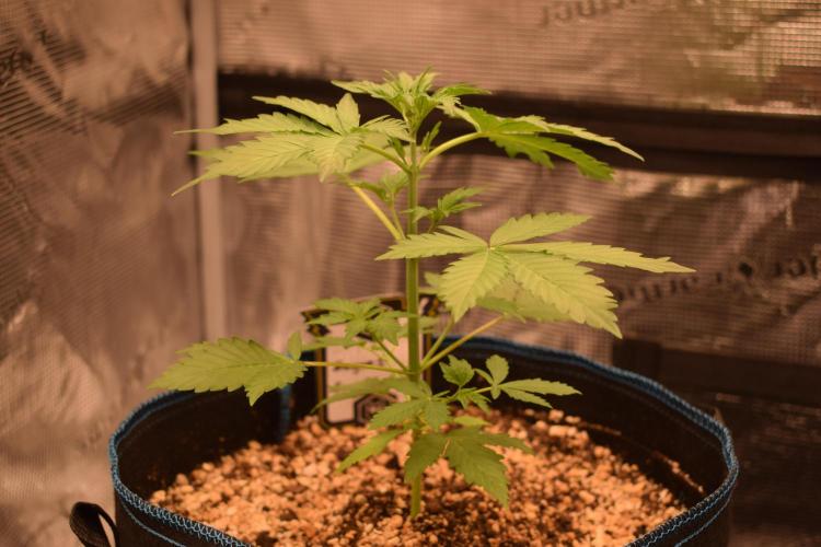Sour crinkle + 3 bears OG Autoflower. Week 4 - Sour crinkle 1 day 25