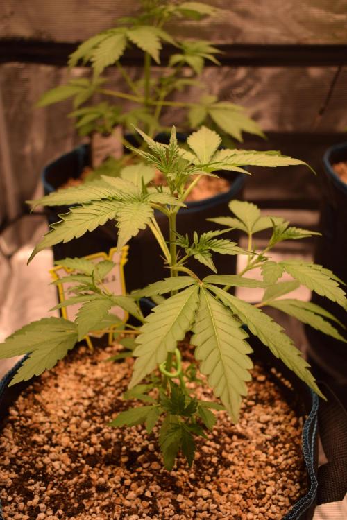 Sour crinkle + 3 bears OG Autoflower. Week 4 - Sour crinkle 2 day 28