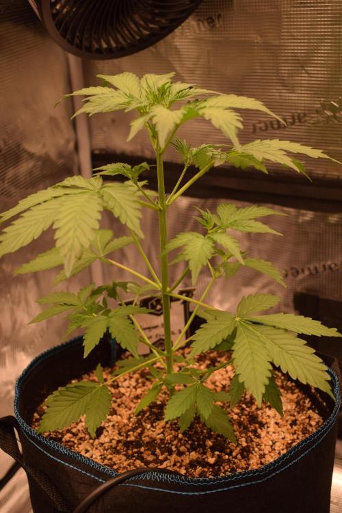 Sour crinkle + 3 bears OG Autoflower. Week 4 - Sour crinkle 1 day 28
