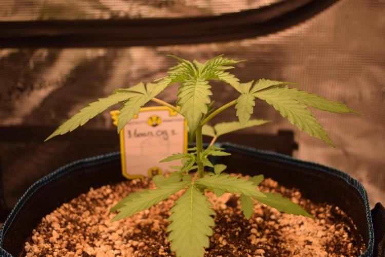 Sour crinkle + 3 bears OG Autoflower. Week 4 - 3 bears og 1 day 28