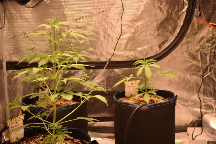 Sour crinkle + 3 bears OG Autoflower. Week 5 - left 2x sour crinkle, right 3 bears OG day 30
