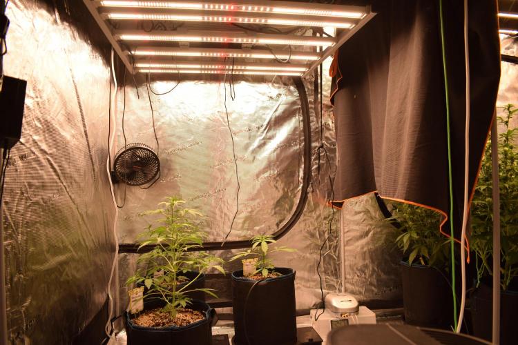 Sour crinkle + 3 bears OG Autoflower. Week 5