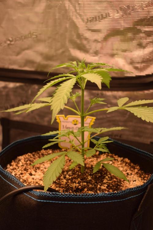 Sour crinkle + 3 bears OG Autoflower. Week 5 - 3 bears OG 1. day 30