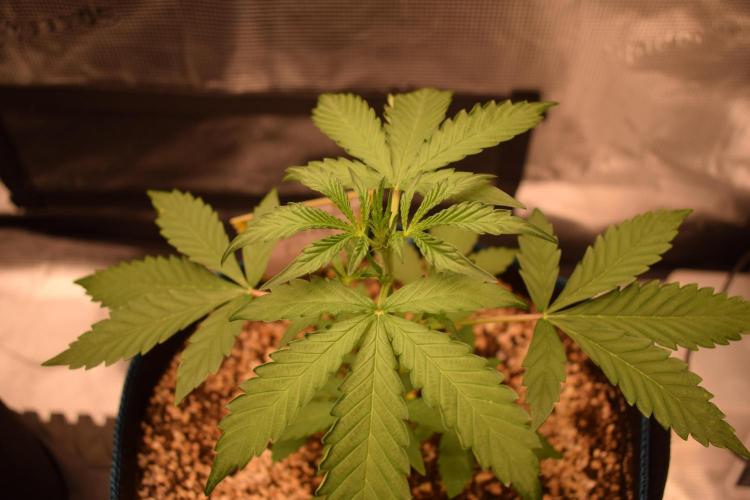 Sour crinkle + 3 bears OG Autoflower. Week 5 - 3 bears OG 1. Day 30