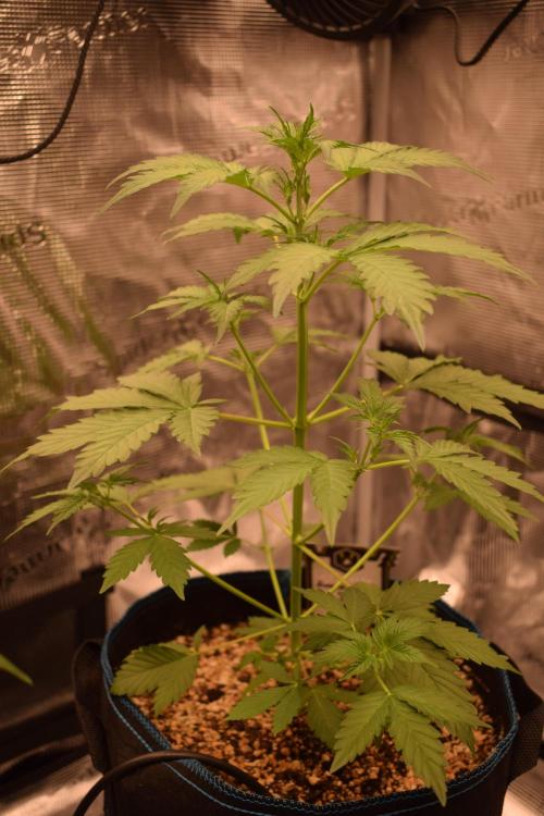 Sour crinkle + 3 bears OG Autoflower. Week 5 - Sour crinkle 1. Day 30