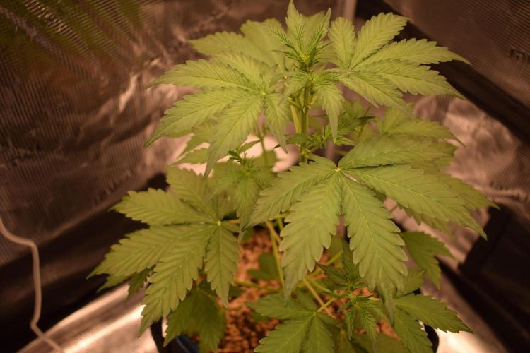 Sour crinkle + 3 bears OG Autoflower. Week 5 - Sour crinkle 1. Day 30