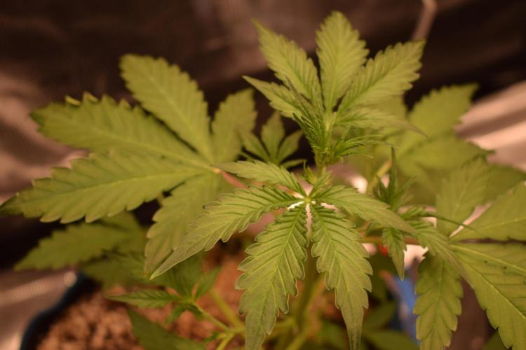 Sour crinkle + 3 bears OG Autoflower. Week 5 - Sour crinkle 2. Day 30