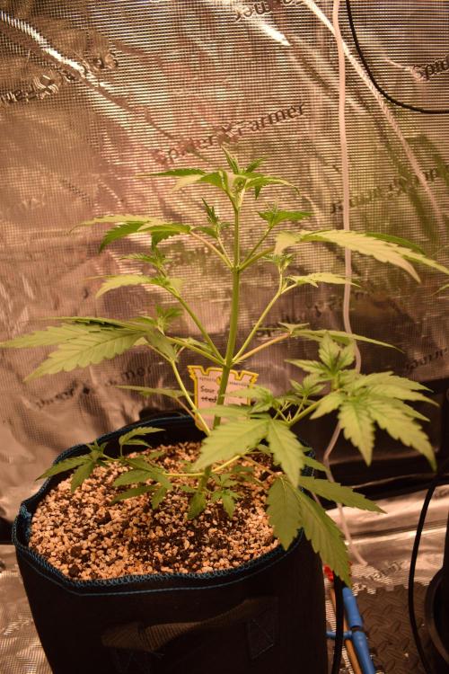 Sour crinkle + 3 bears OG Autoflower. Week 5 - Sour crinkle 2. Day 30
