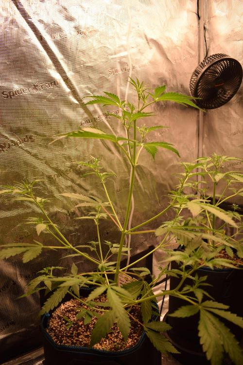 Sour crinkle + 3 bears OG Autoflower. Week 5 - Sour crinkle 2 Day 35. Day after 22 hour blackout and PK Booster revival tea