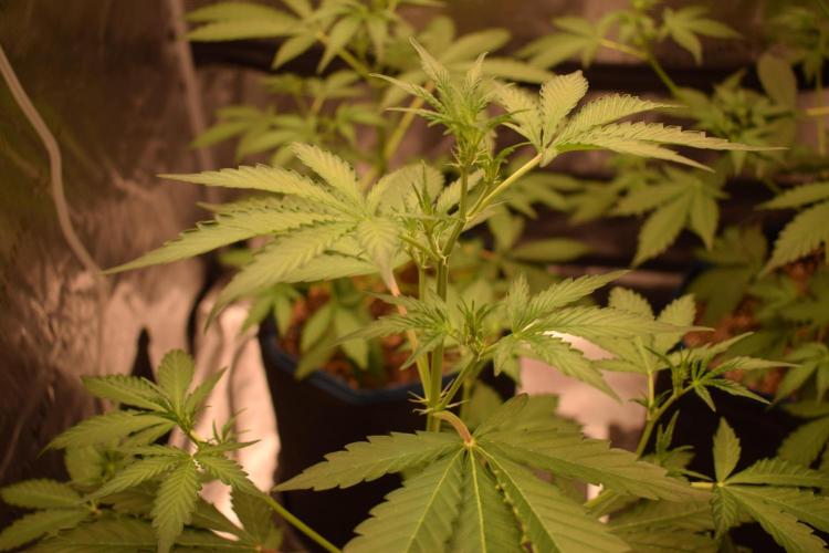 Sour crinkle + 3 bears OG Autoflower. Week 5 - Sour crinkle 2 Day 35