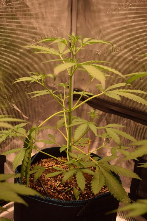 Sour crinkle + 3 bears OG Autoflower. Week 5 - 3 bears OG Day 35. Day after 22 hour blackout and PK booster revival tea