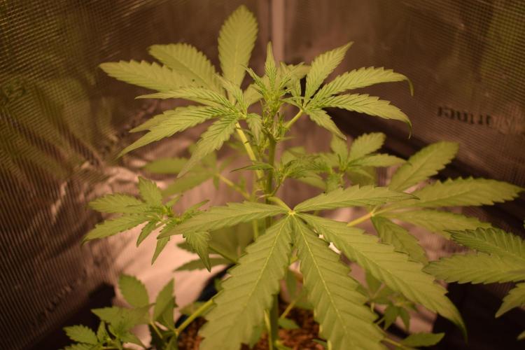 Sour crinkle + 3 bears OG Autoflower. Week 5 - 3 bears OG 2 Day 35