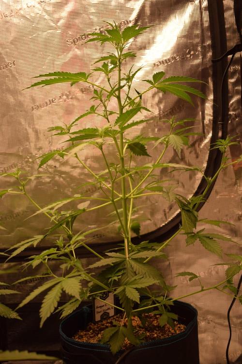 Sour crinkle + 3 bears OG Autoflower. Week 5 - Sour crinkle 1 day 35