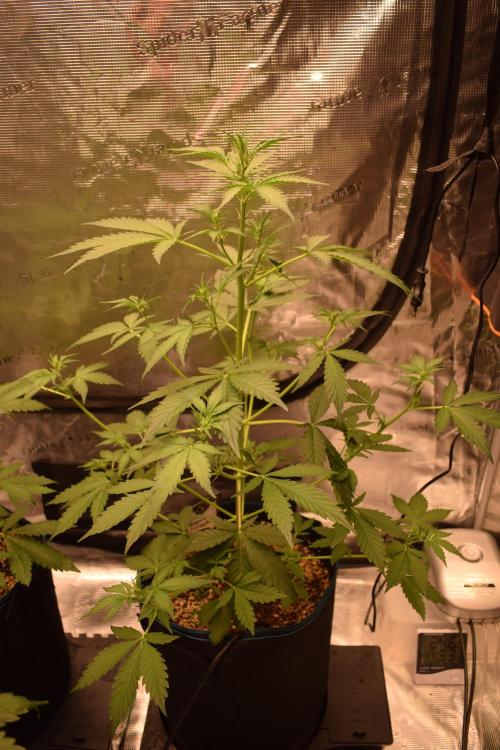 Sour crinkle + 3 bears OG Autoflower. Week 5 - Sour crinkle 1 day 35. Day after 22 hour blackout and PK booster revival tea