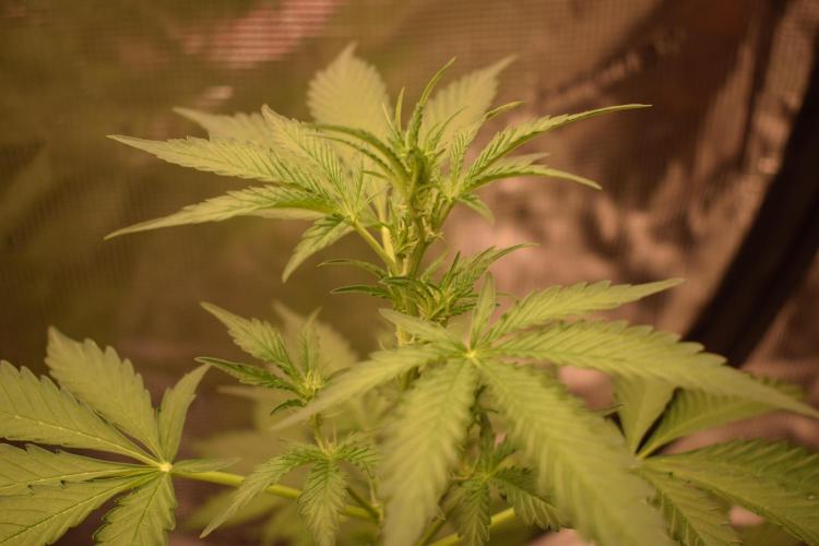 Sour crinkle + 3 bears OG Autoflower. Week 5 - Sour crinkle 1 day 35