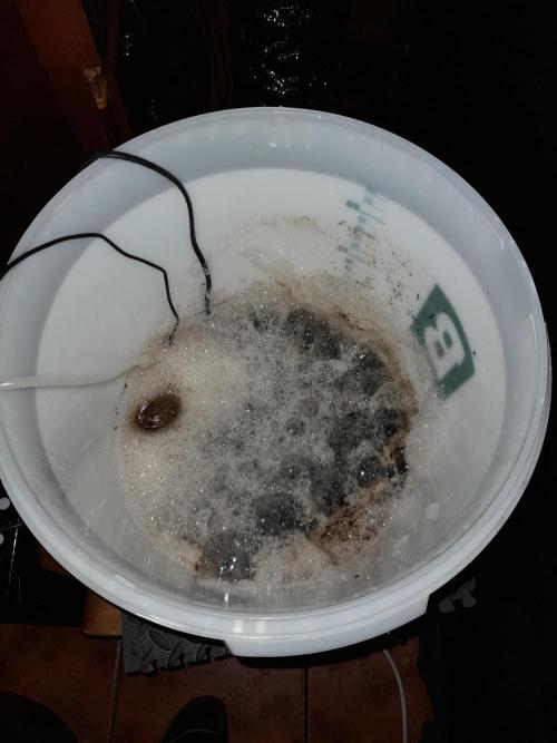 Sour crinkle + 3 bears OG Autoflower. Week 5 - Brewing PK booster tea with inkbird temp controller, aquarium heater, airstone