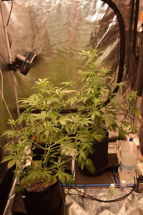 Sour crinkle + 3 bears OG Autoflower. Week 6 - sour crinkle 2x and 3 bears OG hidden in the back