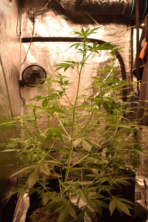 Sour crinkle + 3 bears OG Autoflower. Week 6 - Sour crinkle 2 Day 42.