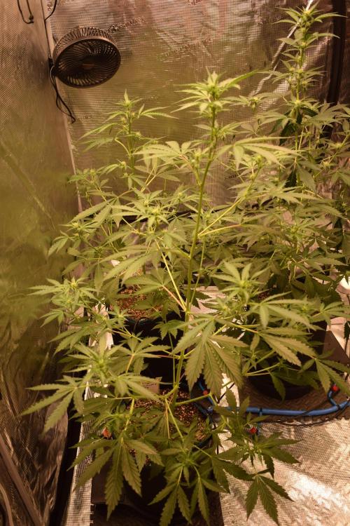 Sour crinkle + 3 bears OG Autoflower. Week 6 - Sour crinkle 2 Day 42
