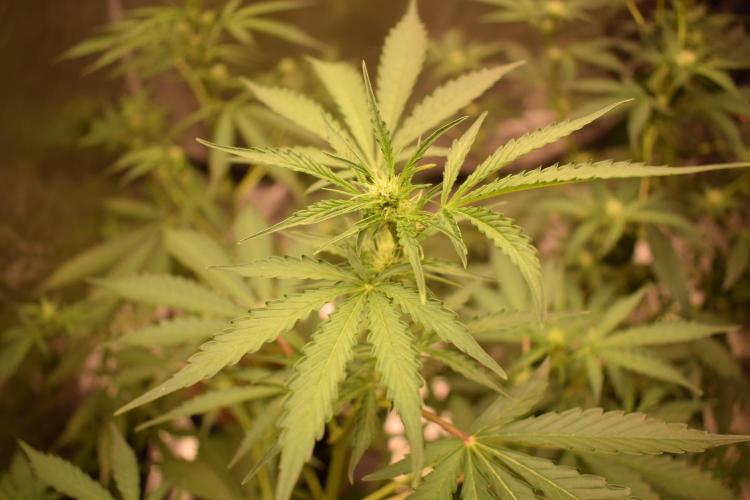 Sour crinkle + 3 bears OG Autoflower. Week 6 - Sour crinkle 2 Day 42