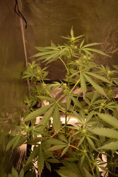Sour crinkle + 3 bears OG Autoflower. Week 6 - 3 bears OG Day 42
