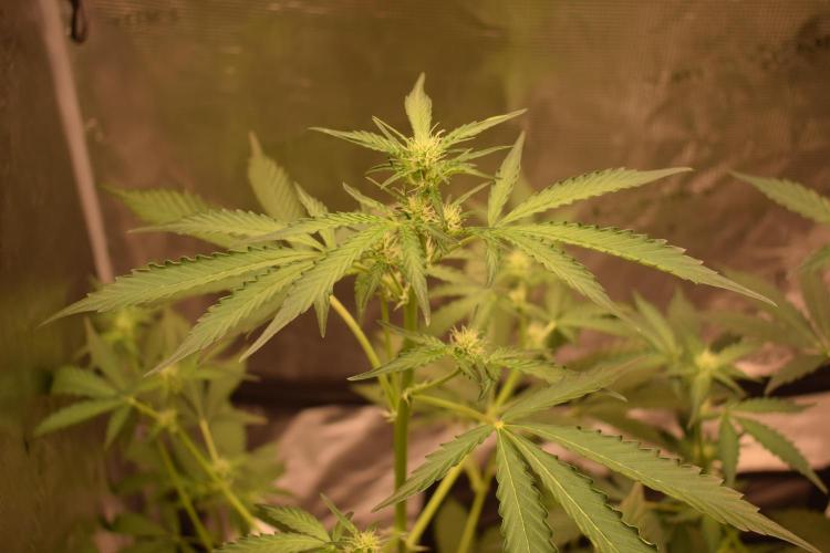 Sour crinkle + 3 bears OG Autoflower. Week 6 - 3 bears OG Day 42