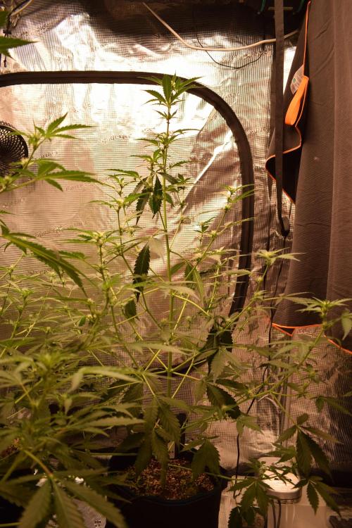 Sour crinkle + 3 bears OG Autoflower. Week 6 - Sour crinkle 2 Day 42