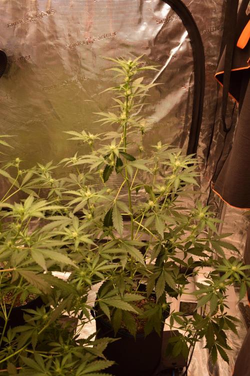 Sour crinkle + 3 bears OG Autoflower. Week 6 - Sour crinkle 2 Day 42