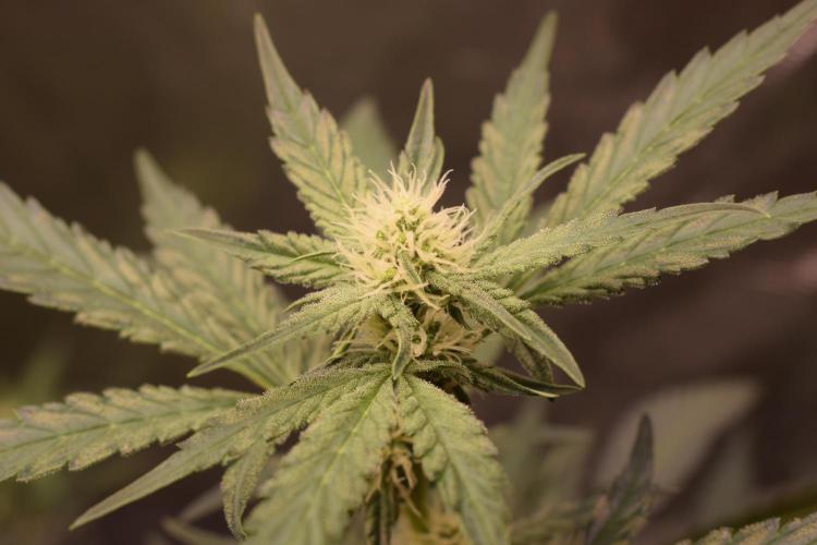 Sour crinkle + 3 bears OG Autoflower. Week 7 - Sour crinkle 1 day 45. Close up