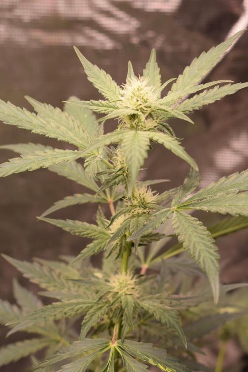 Sour crinkle + 3 bears OG Autoflower. Week 7 - Sour crinkle 1 day 45. Close up