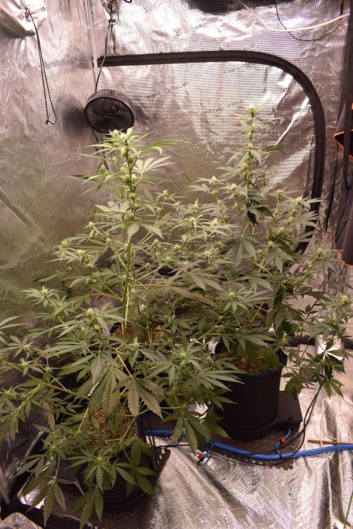 Sour crinkle + 3 bears OG Autoflower. Week 7 - 3 bears OG and sour crinkle day 45