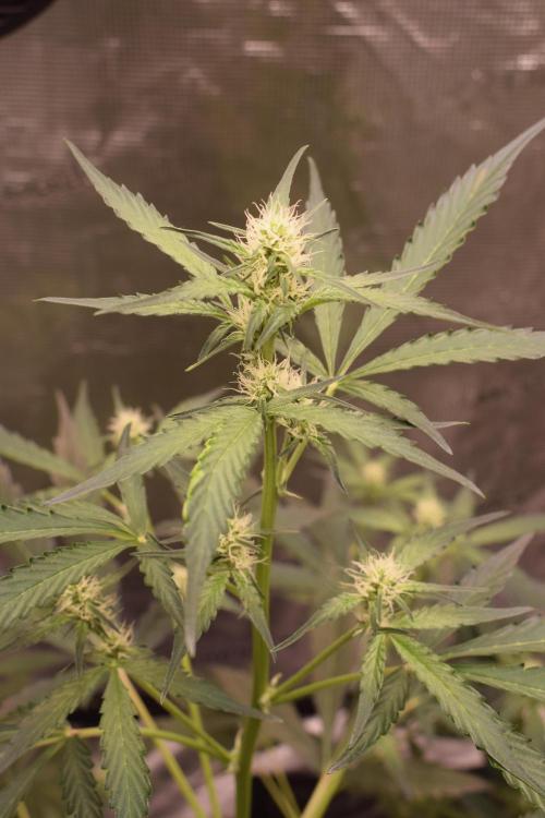 Sour crinkle + 3 bears OG Autoflower. Week 7 - 3 bears OG day 45. Close up