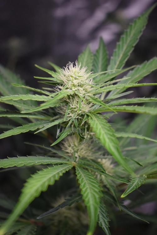 Sour crinkle + 3 bears OG Autoflower. Week 7 - Sour crinkle 2 day 49. No grow light close up