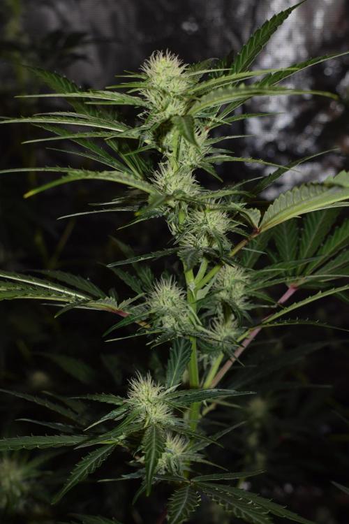 Sour crinkle + 3 bears OG Autoflower. Week 7 - Sour crinkle 2 day 49. No grow light close up