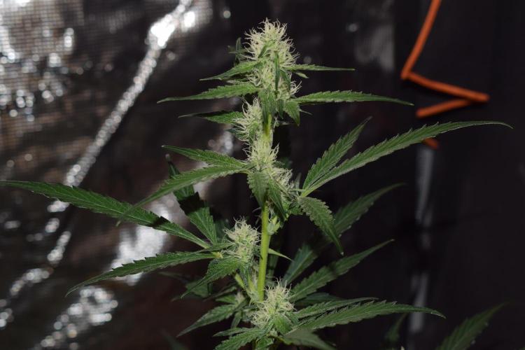 Sour crinkle + 3 bears OG Autoflower. Week 7 - 3 bears OG day 49. No grow light close up
