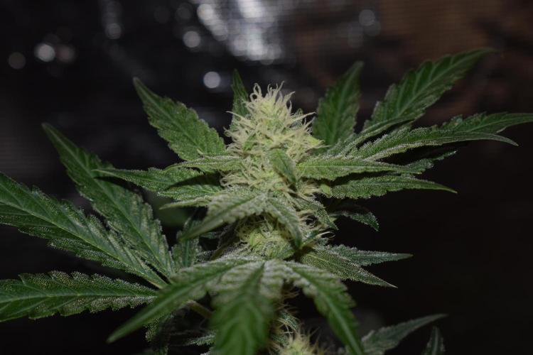 Sour crinkle + 3 bears OG Autoflower. Week 7 - Sour crinkle 1 day 49. No grow light close up